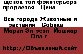 щенок той-фокстерьера продается › Цена ­ 25 000 - Все города Животные и растения » Собаки   . Марий Эл респ.,Йошкар-Ола г.